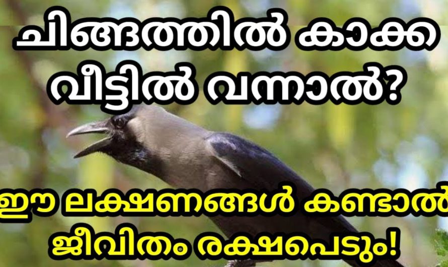 ഇത്തരം ലക്ഷണങ്ങൾ നിങ്ങളുടെ വീടുകളിൽ കണ്ടാൽ സർവ്വ ഐശ്വര്യമാണ് ഫലം കണ്ടു നോക്കൂ.