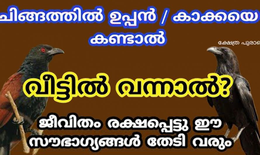 ഇത്തരം പക്ഷികൾ നിങ്ങളുടെ വീട്ടിലും പരിസരത്തും കാണപ്പെടാറുണ്ടേ. എങ്കിൽ ഭാഗ്യം നിങ്ങളെ തുണച്ചിരിക്കുന്നു കണ്ടു നോക്കൂ.