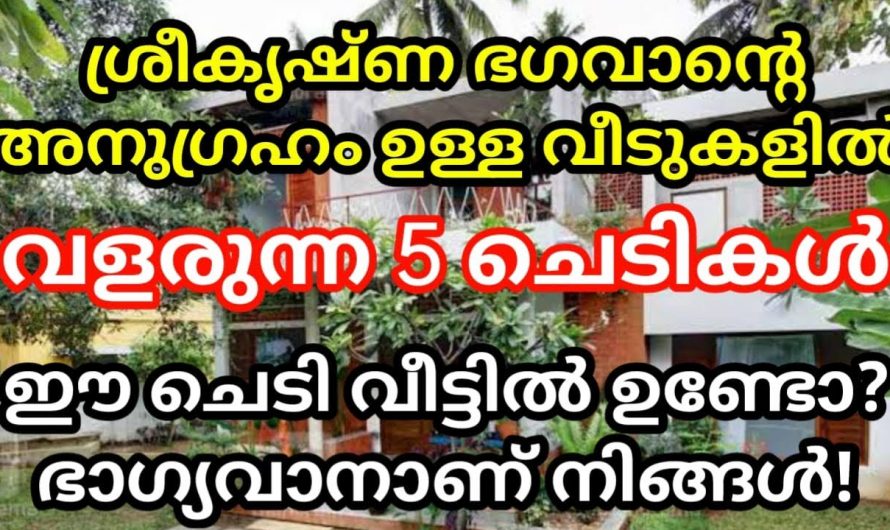 ശ്രീകൃഷ്ണ സാന്നിധ്യം തിരിച്ചറിയാൻ ഇത്രയും പൂക്കൾ നമ്മുടെ വീട്ടിലുണ്ട് എന്ന് നോക്കിയാൽ മതി.