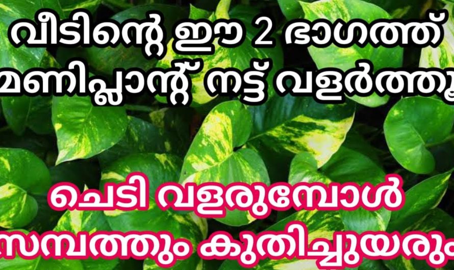 നിങ്ങളുടെ വീടുകളിൽ മണി പ്ലാന്റ് ഉണ്ടോ. അവ ഏത് ദിശയിലാണ് ഉള്ളത് എന്ന് നിങ്ങൾക്കറിയാമോ ? ഇതൊന്നു കണ്ടു നോക്കൂ.