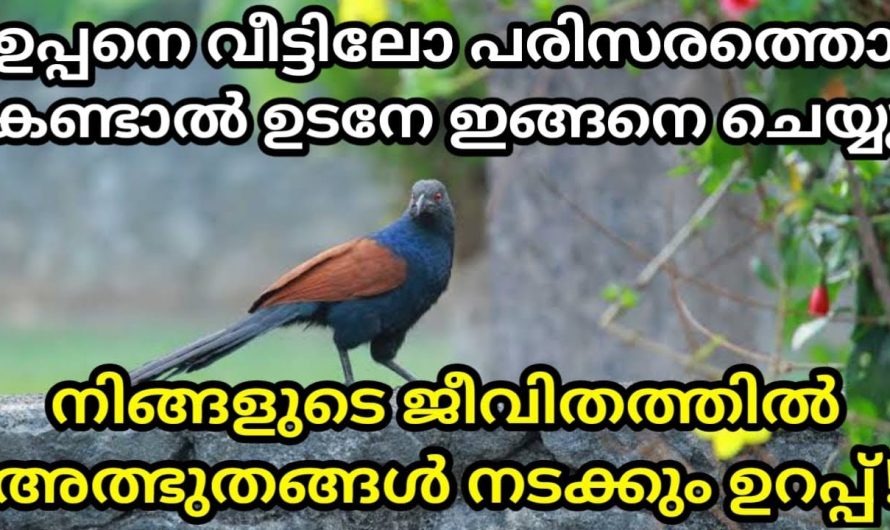 ഈയൊരു പക്ഷിയെ വീടുകളിൽ കാണുകയും ശബ്ദം കേൾക്കുകയും ആണെങ്കിൽ അതിൽപരം ഭാഗ്യം വേറെയില്ല. ഇത് ആരും കാണാതെ പോകരുതേ.