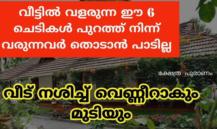 നിങ്ങളുടെ വീട്ടിലെ ഈ ചെടികൾ പുറമെ നിന്ന് വരുന്നവർ സ്പർശിക്കാറുണ്ടോ? ഇത് വരുത്തി വയ്ക്കുന്ന ദോഷത്തെ ആരും തിരിച്ചറിയാതിരിക്കരുതേ.