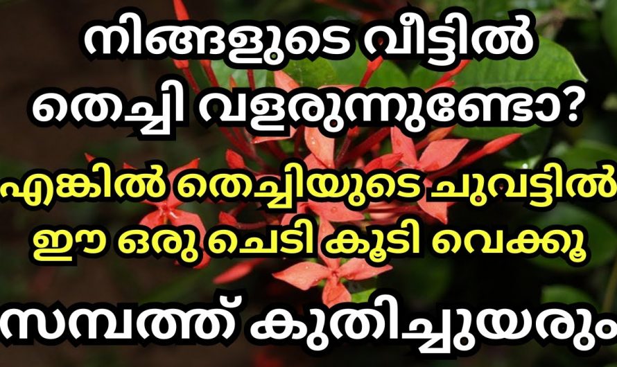 നിങ്ങളുടെ വീട്ടിൽ തെച്ചി കാട് പോലെ പൂത്തുനിൽക്കുന്നുണ്ടോ?  ഇത് നമുക്കുണ്ടാക്കുന്ന നേട്ടങ്ങളെ ആരും അറിയാതെ പോകരുതേ.