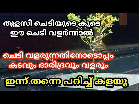 ഈ സസ്യം പരിപാലിച്ചില്ലെങ്കിൽ ലക്ഷ്മി സാന്നിധ്യം നമ്മളിൽ നിന്ന് അകന്നു പോകാം. ഇത്തരം കാര്യങ്ങൾ ഇതുവരെയും അറിയാതെ പോയല്ലോ.