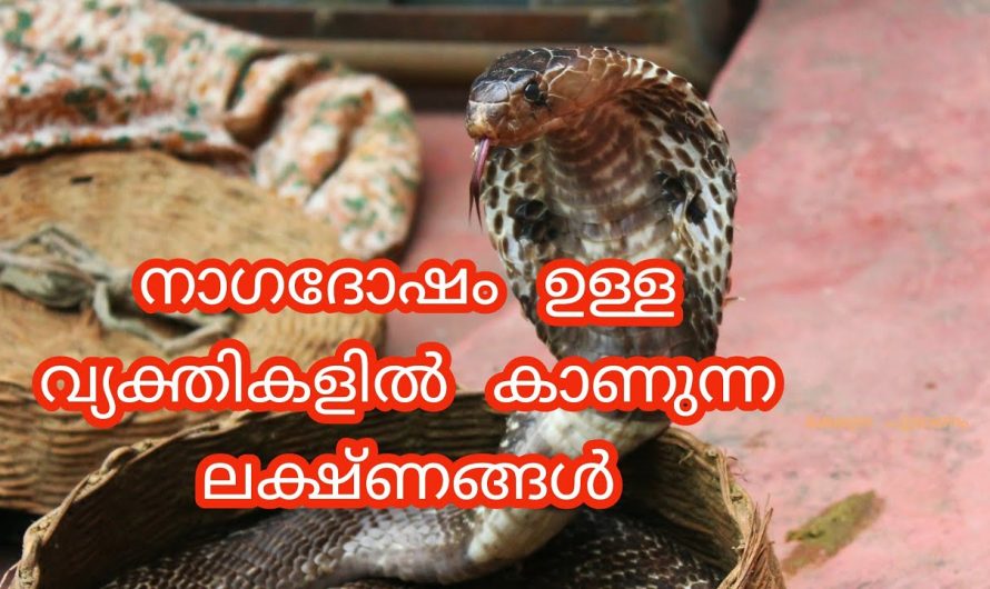 നാഗദോഷം നിങ്ങളിൽ ഉണ്ടോ എന്ന് തിരിച്ചറിയാം. ഇത്തരം കാര്യങ്ങൾ ആരും കാണാതെ പോകരുതേ.