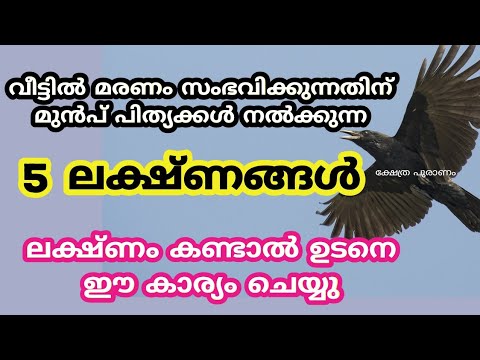 മരണതുല്യമായ സങ്കടങ്ങൾ ഉണ്ടാകുന്നതിനു മുൻപ് കാക്കകൾ കാണിച്ചുതരുന്ന ഇത്തരം സൂചനകൾ ആരും കാണാതെ പോകരുതേ.