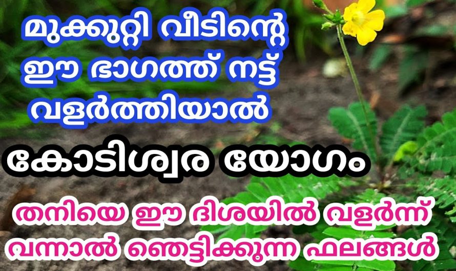 ഈ സസ്യം നിങ്ങളുടെ വീടുകളിൽ നട്ടുവളർത്താറുണ്ടോ? ഇതുവഴി ഉണ്ടാകുന്ന സൗഭാഗ്യങ്ങളെ ആരും കാണാതെ പോകരുതേ.