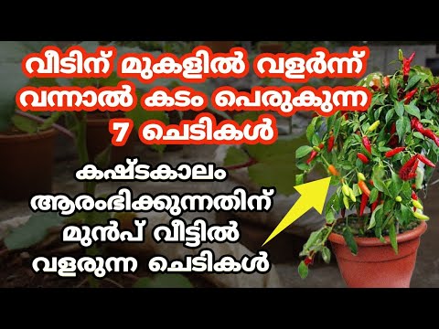 ഒരു കാരണവശാലും വീടിന് മുകളിൽ നട്ടുവളർത്താൻ പാടില്ലാത്ത ചെടികളെ കുറിച്ച് ആരും അറിയാതെ പോകല്ലേ.