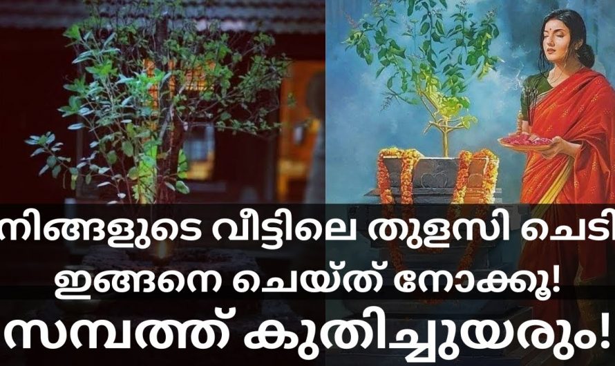 ലക്ഷ്മി ദേവിയുടെ കടാക്ഷം വീടുകളിൽ ഉണ്ടാകുന്നതിന് തുളസി ഇങ്ങനെ വളർത്തൂ. ഇത് ആരും നിസ്സാരമായി കാണല്ലേ.