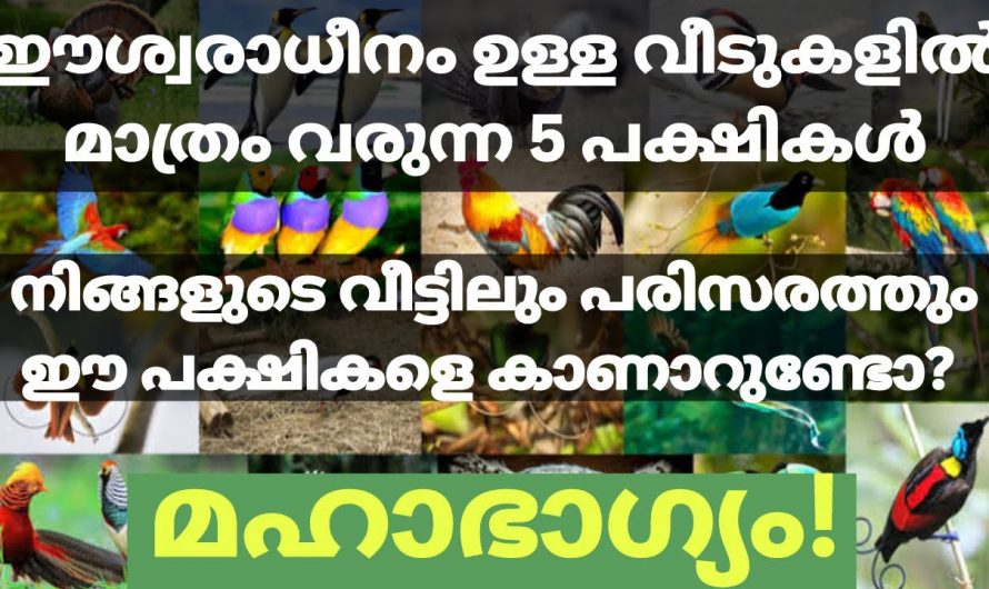 ഈശ്വര സാന്നിധ്യമുള്ള വീടുകളിൽ മാത്രം വരുന്ന ഈ പക്ഷികളെ കുറിച്ച് ആരും കാണാതെ പോകല്ലേ.