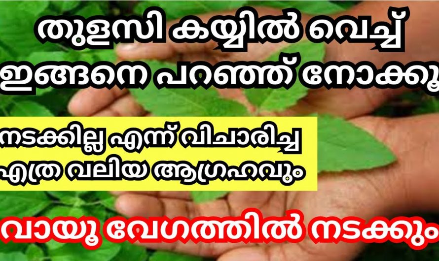 കയ്യിൽ തുളസിയുണ്ടോ എങ്കിൽ ആഗ്രഹസാഫല്യം ഉറപ്പാണ്. ഇതാരും കാണാതെ പോകല്ലേ.