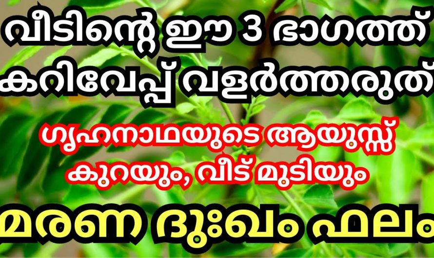 ഈ സ്ഥാനത്താണോ കറിവേപ്പില നിങ്ങളുടെ വീട്ടിൽ നിൽക്കുന്നത്?  എങ്കിൽ ഇതാരും നിസ്സാരമായി കാണല്ലേ.