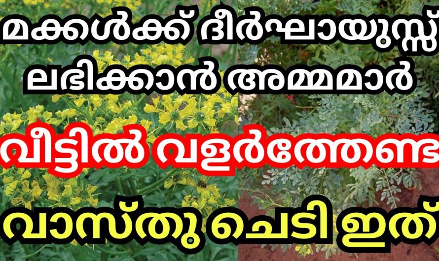 അമ്മമാർ തന്റെ മക്കളുടെ ഉയർച്ചയ്ക്ക് വേണ്ടി നട്ടുവളർത്തേണ്ട ഈ ചെടിയെ ആരും തിരിച്ചറിയാതെ പോകല്ലേ.