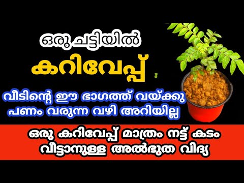 ധനം വർദ്ധിപ്പിച്ച് കടത്തെയില്ലായ്മ ചെയ്യാൻ ഈയൊരു ചെടി നട്ടുപിടിപ്പിക്കൂ. കണ്ടു നോക്കൂ.