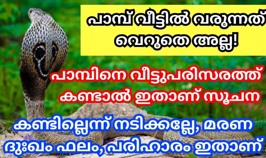 പാമ്പുകൾ വീട്ടിൽ വരുന്നതിന്റെ പിന്നിലുള്ള സൂചനകളെ ആരും കണ്ടില്ലെന്ന് നടിക്കരുതേ.