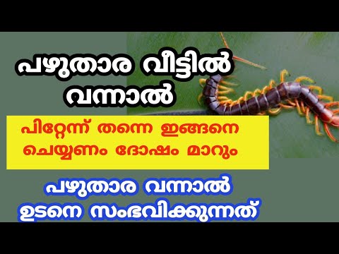 പഴുതാരയെ വീട്ടിൽ കണ്ടാലുള്ള വിഭിന്നമായ ഫലങ്ങളെ കുറിച്ച് ഇനിയെങ്കിലും അറിയാതിരിക്കല്ലേ