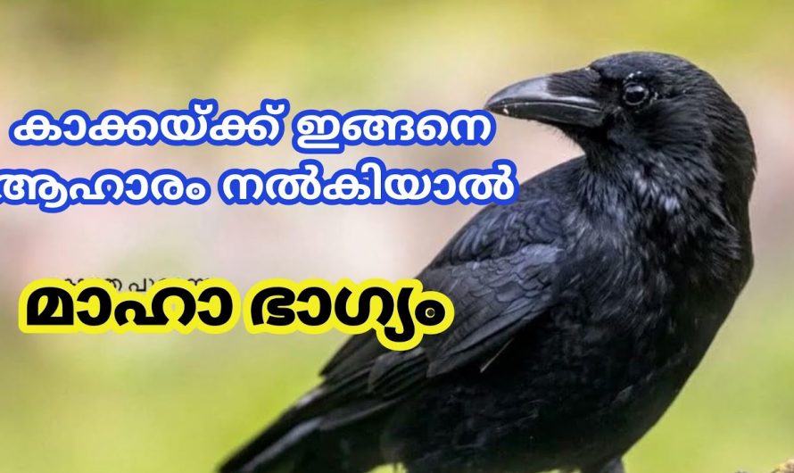 കാക്ക കാണിച്ചു തരുന്ന ഇത്തരം ശുഭ ഫലങ്ങളെ ഒരു കാരണവശാലും ആരും കാണാതിരിക്കരുതേ.