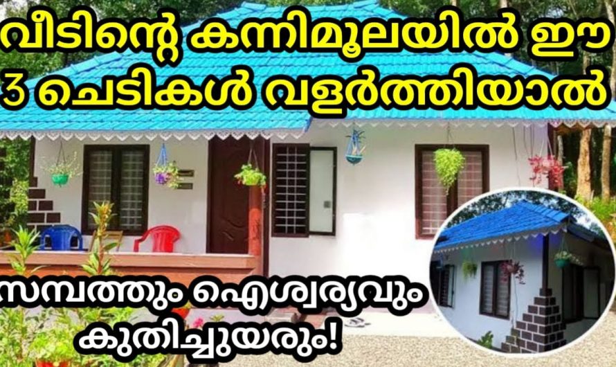 വാസ്തുശാസ്ത്രപ്രകാരം കന്നിമൂലയിൽ ഈ മൂന്ന് ചെടികൾ വളർത്തിയാൽ വീട്ടിൽ ഐശ്വര്യം കുമിഞ്ഞു കൂടും.