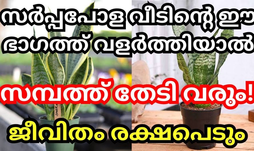 സമ്പത്ത് വർധിക്കാൻ വീടിനുള്ളിൽ ഈ ചെടികൾ നട്ടുവളർത്തു. ഇന്ന് തന്നെ ചെയ്തു നോക്കൂ.