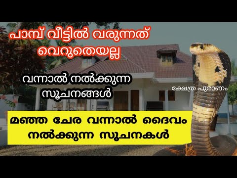 പാമ്പ് വീട്ടിൽ വന്ന് നൽകുന്ന സൂചനകൾ. പാമ്പിനെ വീട്ടിൽ കണ്ടാൽ ഉടനെ ഇതുപോലെ ചെയ്യൂ.