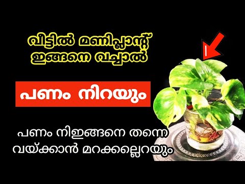 വീടിന്റെ ഈ ഭാഗത്ത് മണി പ്ലാന്റ് നട്ടാൽ സാമ്പത്തിക ഉയർച്ച ഉണ്ടാകും. ഇനി ഇവിടെ വെക്കൂ.