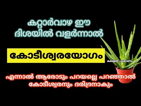 കറ്റാർവാഴ വീടിന്റെ ഈ ദിശയിൽ വളർത്തു. ഐശ്വരവും സമ്പത്തും വർദ്ധിക്കാൻ ഇതുപോലെ ചെയ്താൽ മതി.