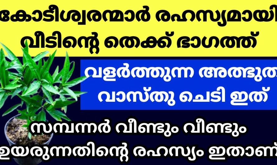 വാസ്തുശാസ്ത്രപ്രകാരം വലിയ ഭാഗ്യം കൊണ്ടു വരുന്ന അത്ഭുത ചെടി. സാമ്പത്തികമായി ഉയരാൻ ഈ ചെടി വളർത്തു.