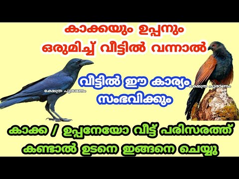 കാക്കയോ ഉപ്പനോ വീട്ടിലേക്ക് വന്നാൽ അന്നേദിവസം ഉടനെ വീട്ടിൽ ഈ കാര്യം നടന്നിരിക്കും