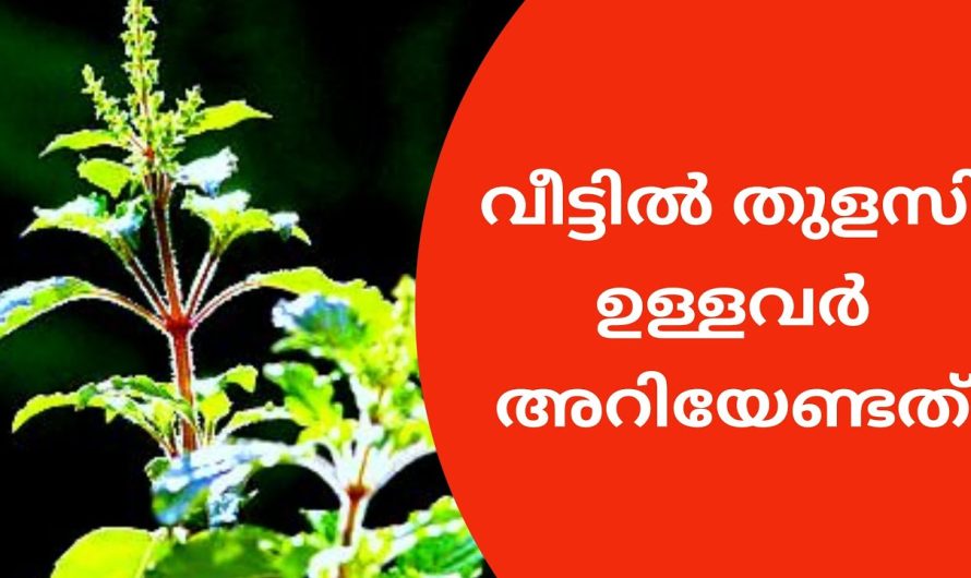 തുളസിച്ചെടി ശരിയായ രീതിയിൽ വളർത്തിയില്ലെങ്കിൽ വരാൻപോകുന്ന അപകടത്തെപ്പറ്റി അറിയാതെ പോകരുത്. ഇത് കേട്ട് നോക്കൂ.