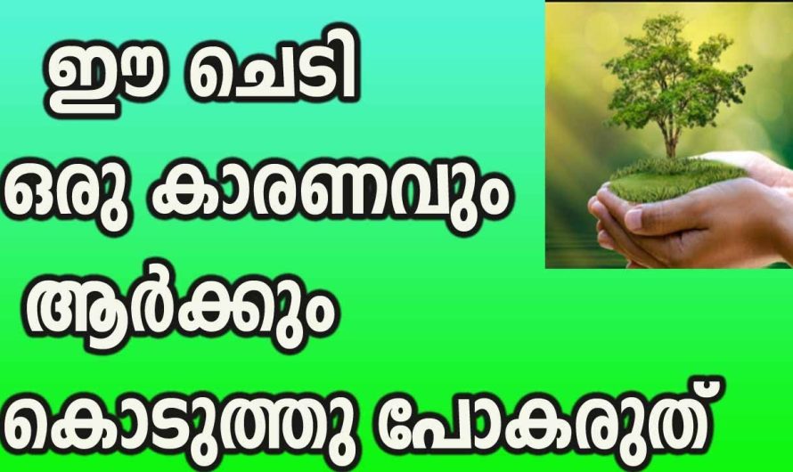 വീട്ടിലുള്ള ഈ ചെടി ആര് ചോദിച്ചാലും കൊടുത്തു പോകരുത്. വരാൻ പോകുന്ന ദോഷങ്ങളെ പറ്റി കേട്ടുനോക്കൂ.