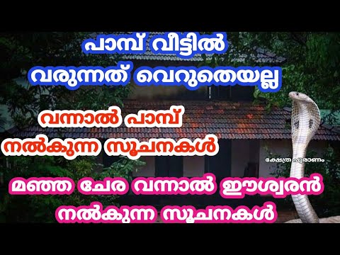 കഷ്ടകാലം തുടങ്ങി. ഒന്നിൽ കൂടുതൽ തവണ പാമ്പിനെ വീടിന്റെ പരിസരത്ത് കണ്ടാൽ ഉടനെ ഇതുപോലെ ചെയ്യൂ.