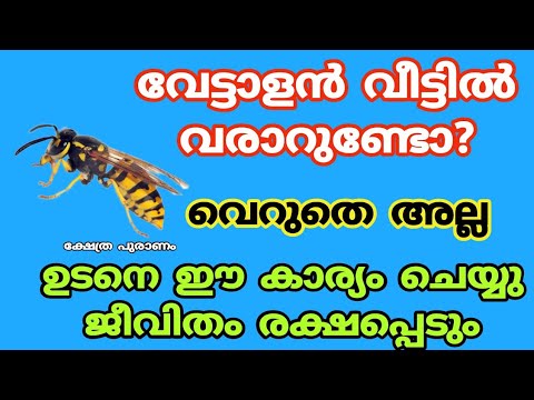 വീട്ടിൽ വേട്ടാളൻ കൂടുകെട്ടുന്നത് ശല്യമായി കാണല്ലേ. വേട്ടാളൻ കാണിച്ചുതരുന്ന ശുഭ ലക്ഷണങ്ങൾ ഇതാ.